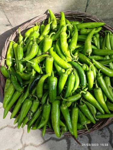 Vegetable seeds Business 