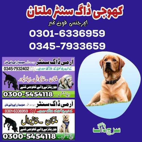 Army Dog Center Kallar kahar ! Khoji Dog in Chakwal ! Jhelum 