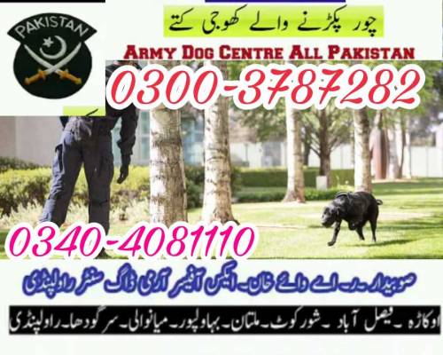 Army dog center Multan 0340-4081110