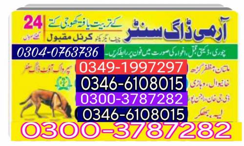 Army Dog Center Okara 03003787282