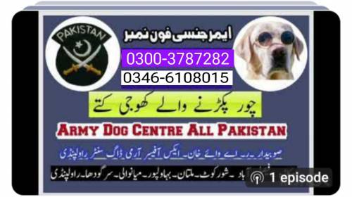 Army Dog Center Hyderabad 0300-3787282