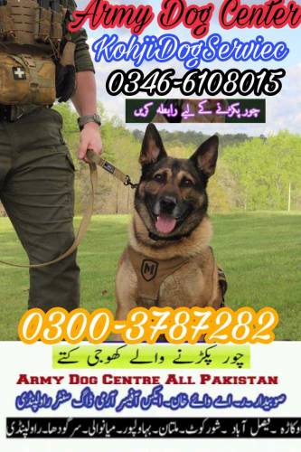 Army Dog Center Hyderabad 0300-3787282