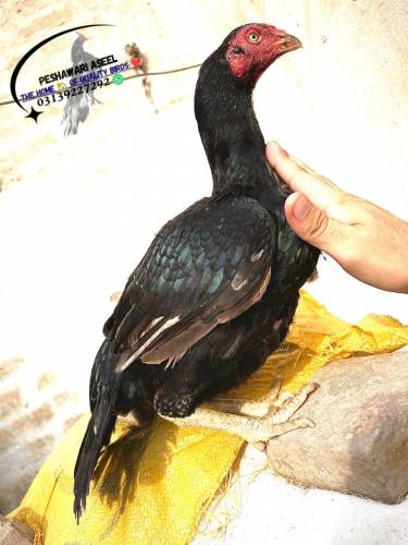 Superb Quality Mianwali bloodline Aseel 