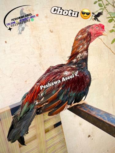Superb Quality Mianwali bloodline Aseel 