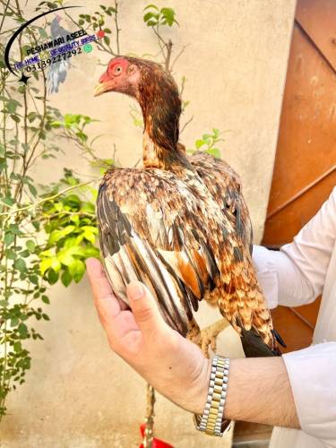 Superb Quality Mianwali bloodline Aseel 