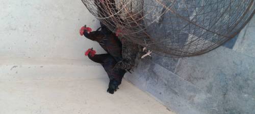 astrolop chickesn