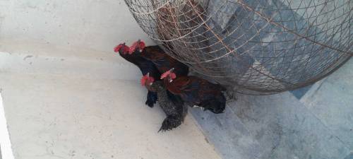 astrolop chickesn