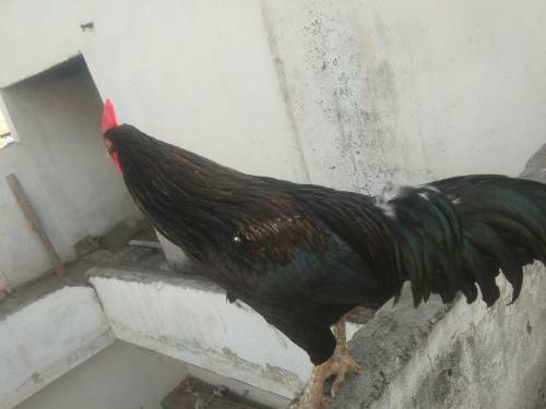 Shamo Aseel 