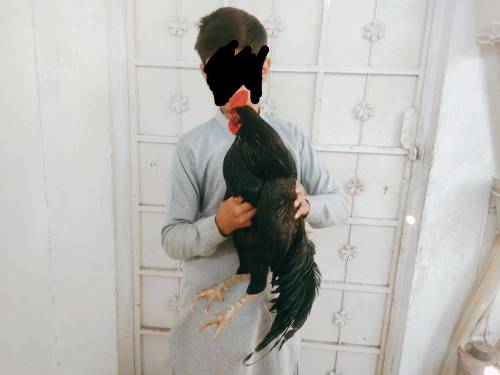 Shamo Aseel 
