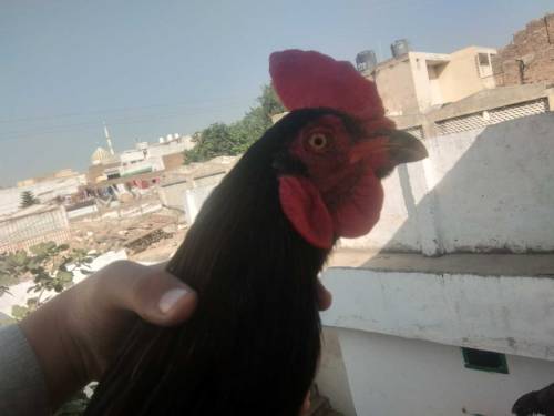 Shamo Aseel 