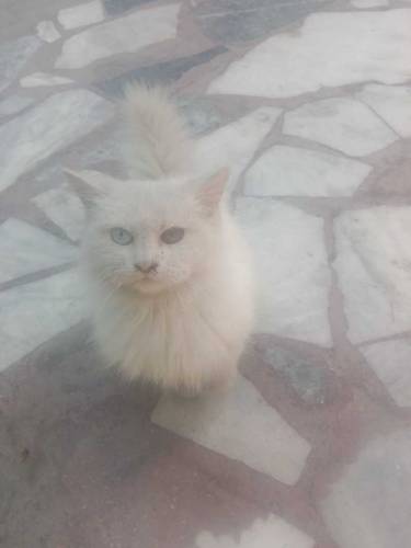 02 person cute cats male and female available for sale contact my what