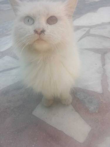 02 person cute cats male and female available for sale contact my what
