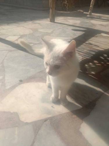 02 person cute cats male and female available for sale contact my what