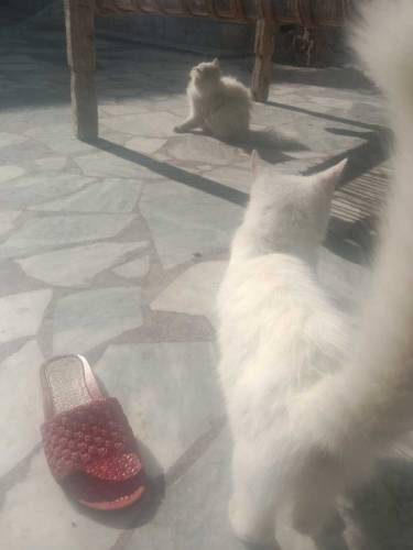 02 person cute cats male and female available for sale contact my what