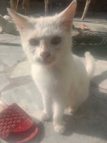 02 person cute cats male and female available for sale contact my what