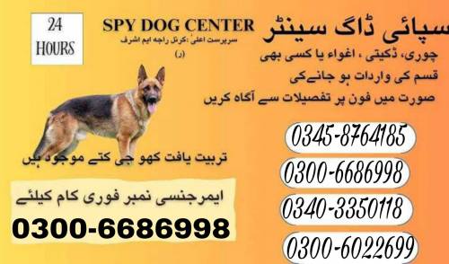 koji dog center