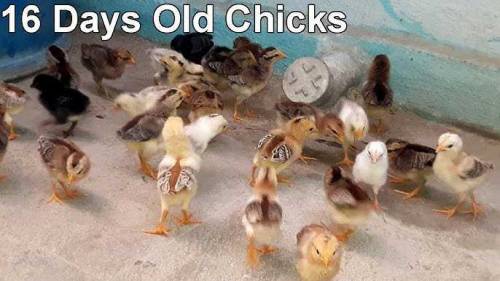 hens chicks