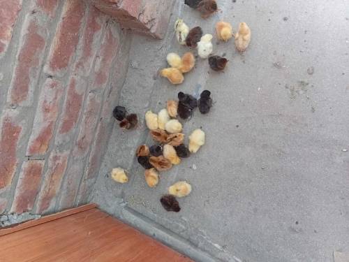 hens chicks