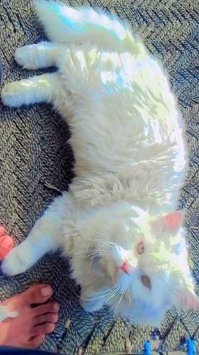 beautiful cat for sale in low price.and full trained