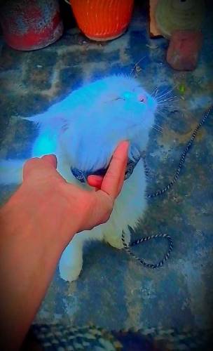 beautiful cat for sale in low price.and full trained