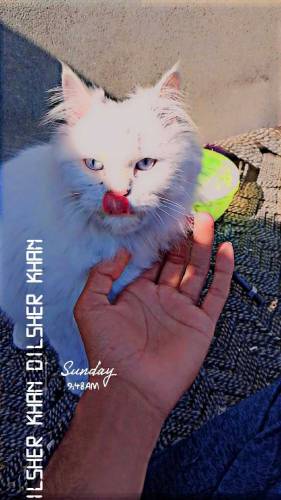 beautiful cat for sale.ready for breeding 