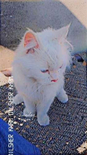 beautiful cat for sale.ready for breeding 