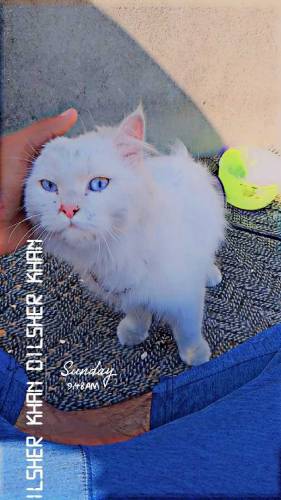 beautiful cat for sale.ready for breeding 