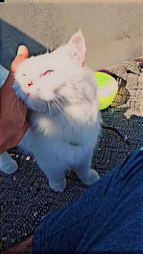 beautiful cat for sale.ready for breeding 