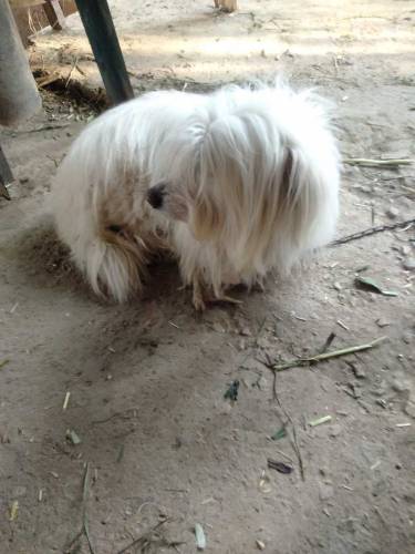 white color katen de toliar dog for sell