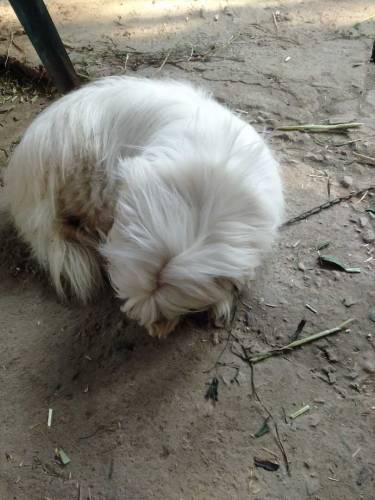 white color katen de toliar dog for sell
