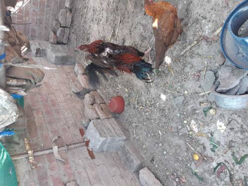Manga Mande Lahore