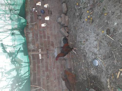 Manga Mande Lahore