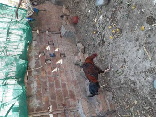 Manga Mande Lahore