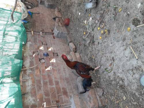 Manga Mande Lahore