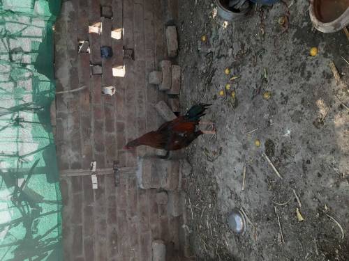 Manga Mande Lahore