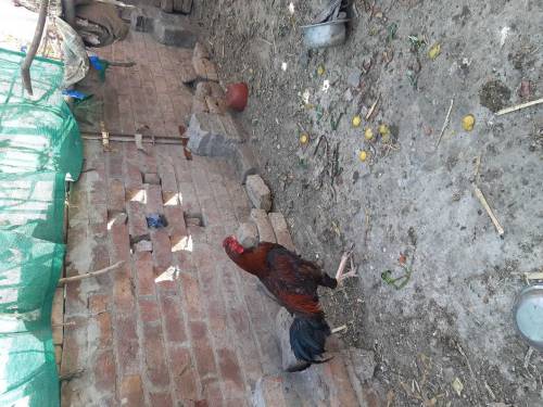 Manga Mande Lahore