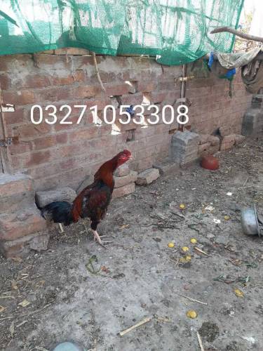 manga mandi 