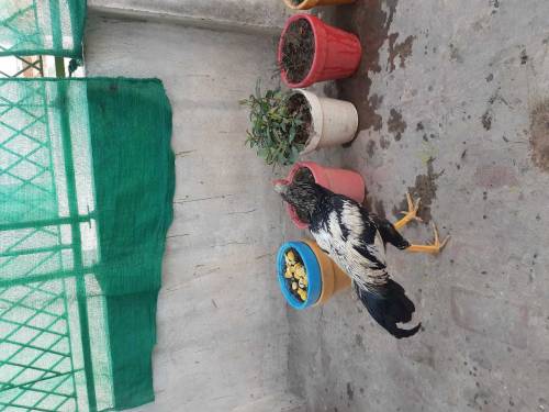 hen 