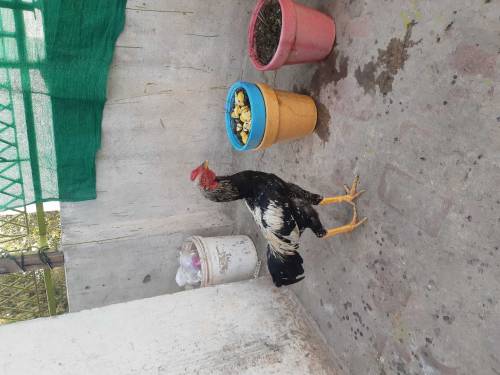 hen 