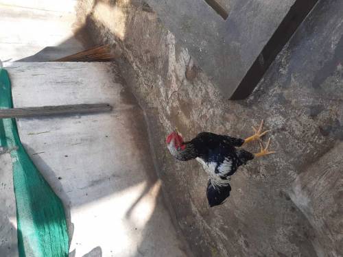 hen 