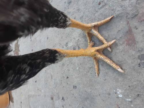 hen 
