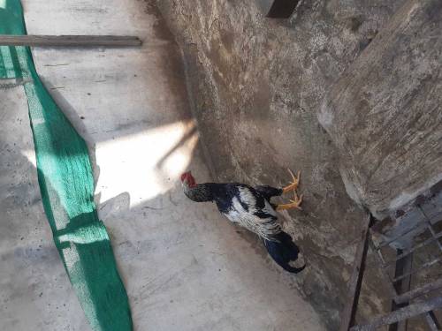 hen 