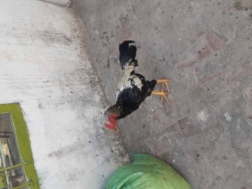 hen 