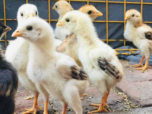 mian wali + nawab waly high quality chicks available 