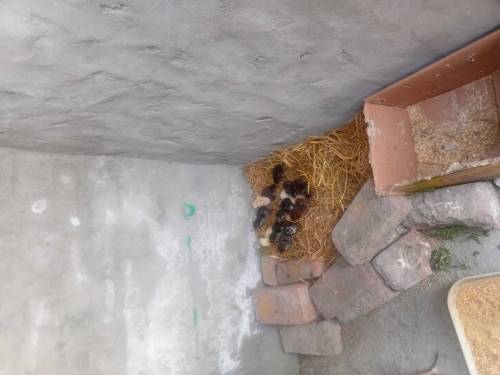 aseel chicks