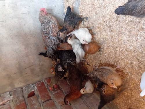 aseel chicks