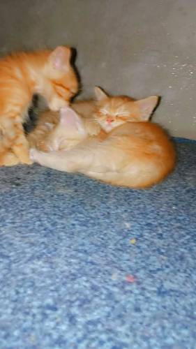 Persian cats golden ginger color and grey color 