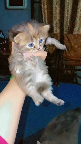 Persian cats golden ginger color and grey color 