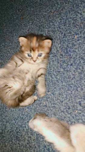 Persian cats golden ginger color and grey color 