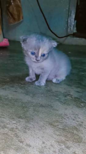 Persian cats golden ginger color and grey color 